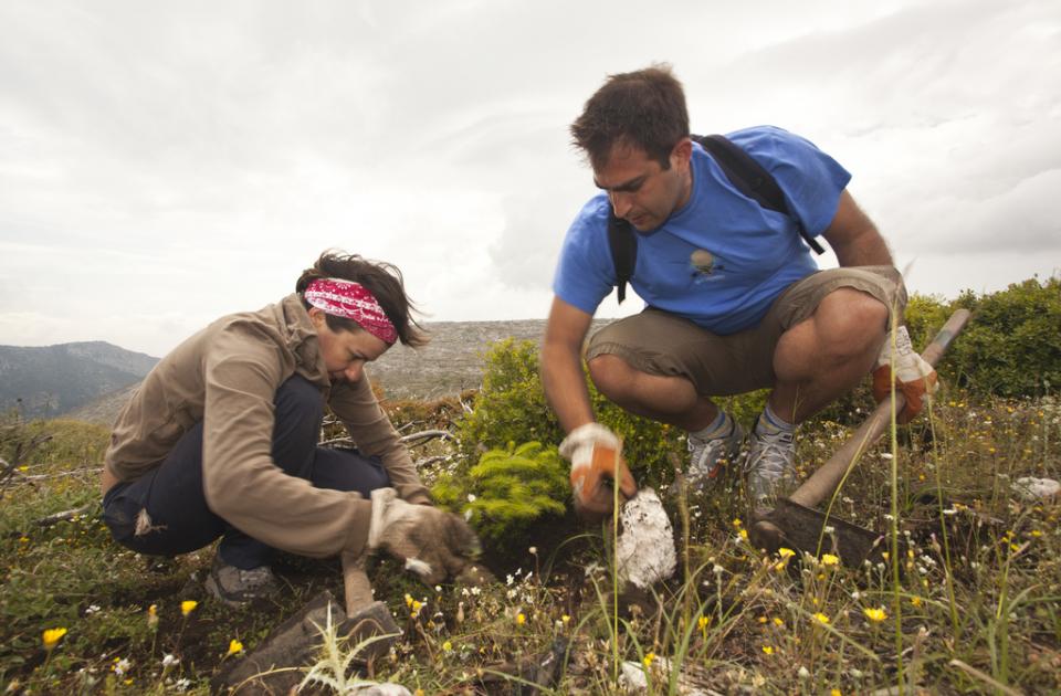 (c) WWF Greece - reforestation in Parnitha