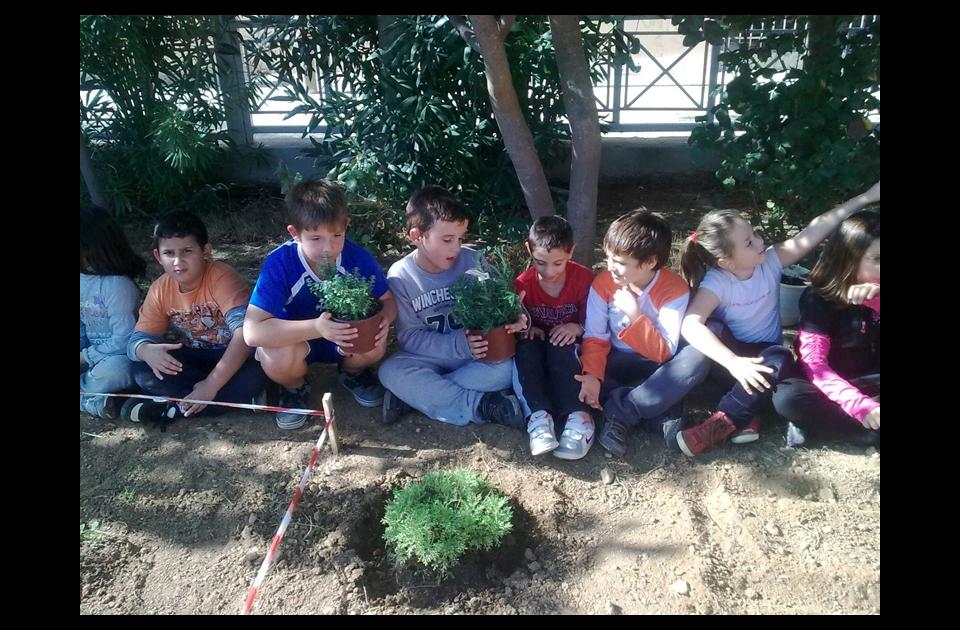 6ο Δημοτικό Σχολείο Κηφισιάς: Ο λαχανόκηπός μας