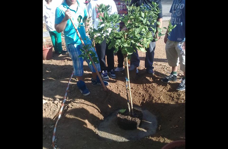 6ο Δημοτικό Σχολείο Κηφισιάς: βλέποντας τα δέντρα μας να μεγαλώνουν