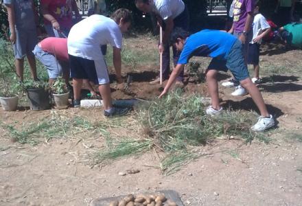 6ο Δημοτικό Σχολείο Κηφισιάς: Συγκομιδή πατάτας