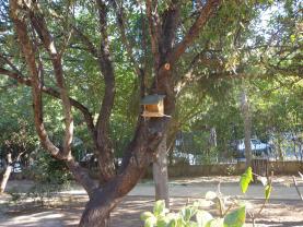 Δημοτικό Σχολείο Φιλοθέης: μια φωλιά για τα πουλιά