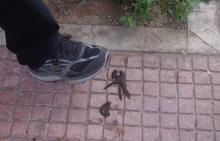 Αγαπάμε τα σκυλιά!